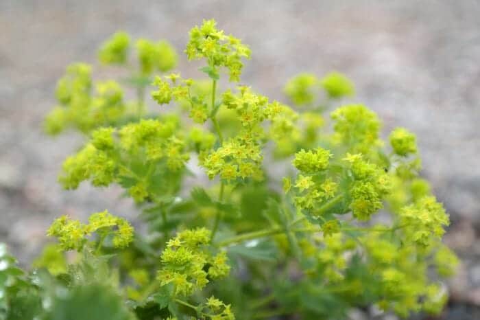 Chenopodium Album