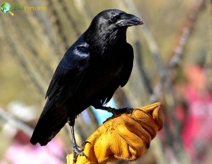 Chihuahuan Raven