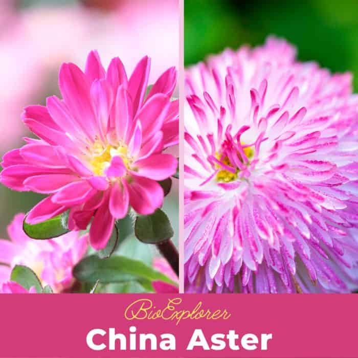 China Aster