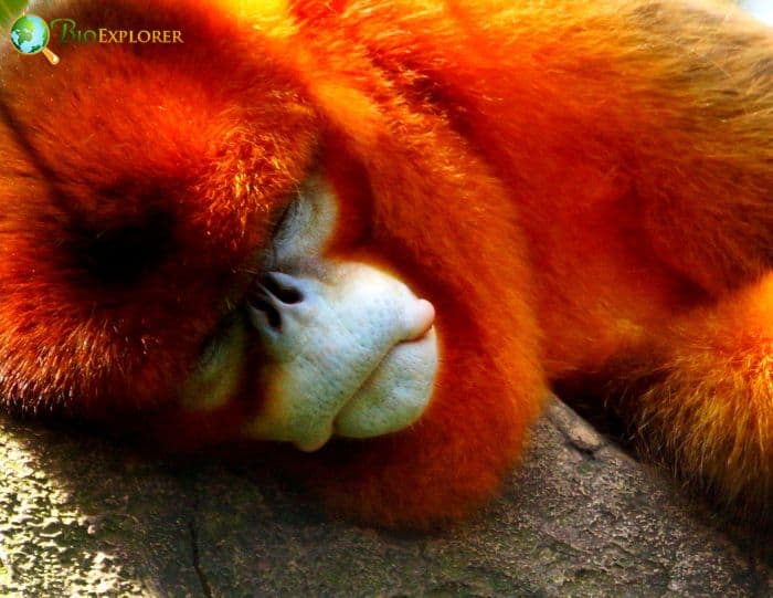 Chinese Golden Snub Nosed Monkey