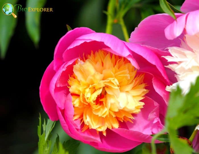 Chinese Peony F