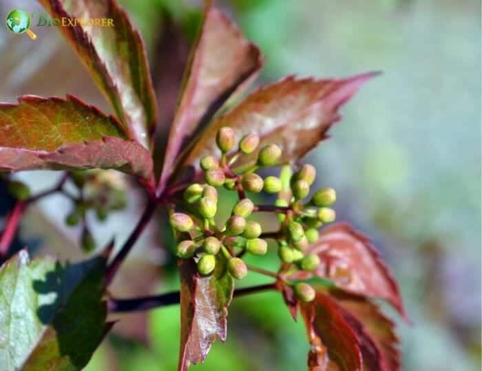 Chinese Virginia Creeper