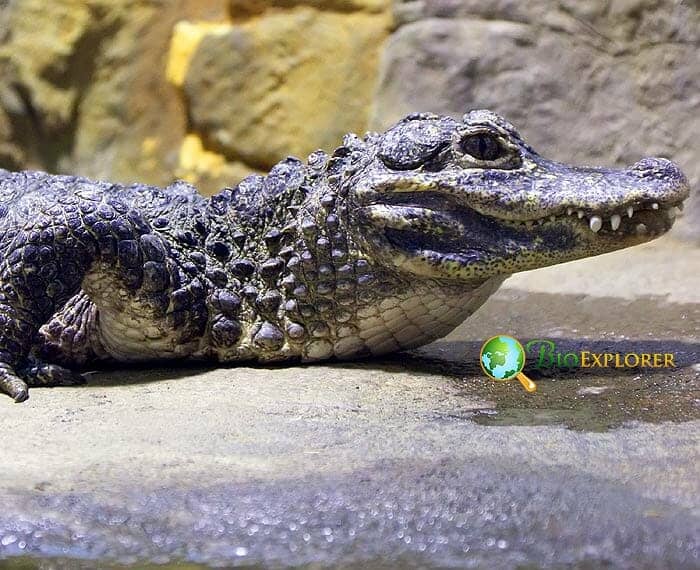 Chinese Alligator (Freshwater)