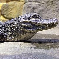 Chinese Alligator