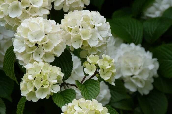 Chinese Snowball Shrub