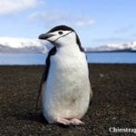 Chinstrap Penguin