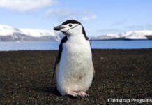 Chinstrap Penguin