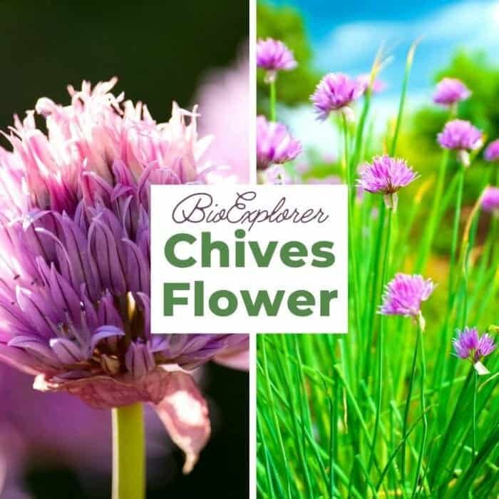 Chives Flower