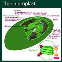 Chloroplast