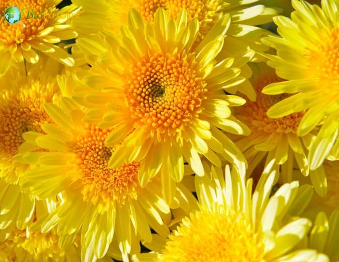 Chrysanthemum Indicum