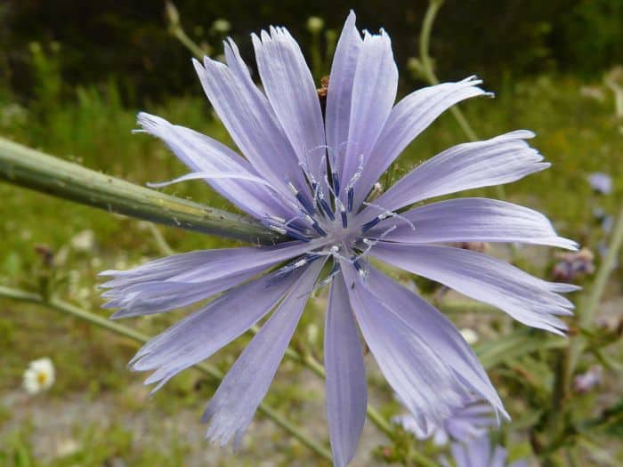 Cichorium Intybus Blooms