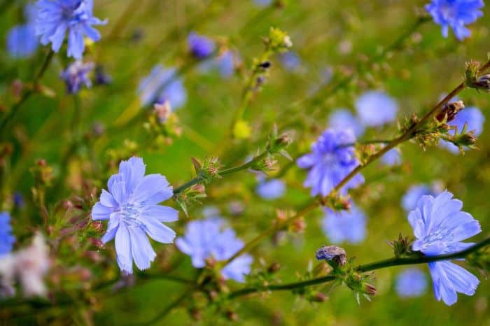 Cichorium Intybus