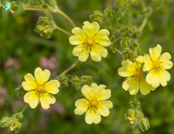 Cinquefoil Flowers