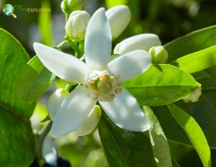 Citrus Sinensis