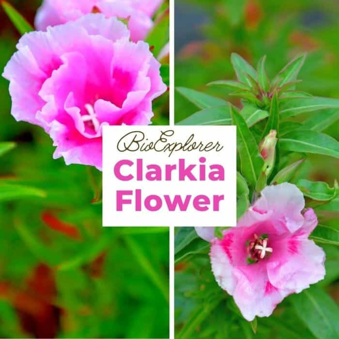 Clarkia