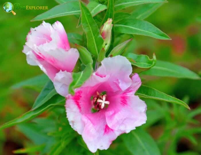 Clarkia Flowers