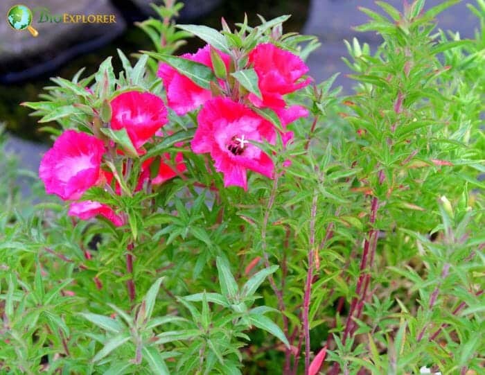 Clarkia Flowers