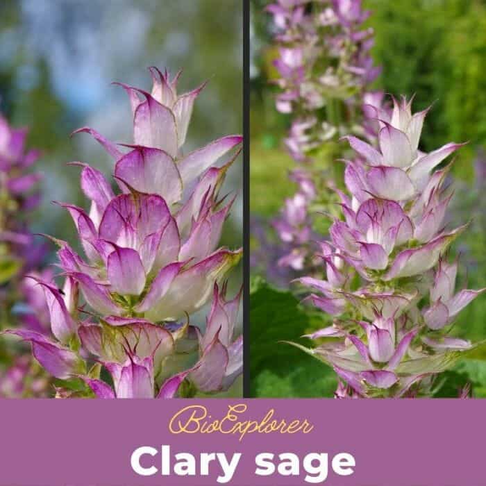 Clary Sage