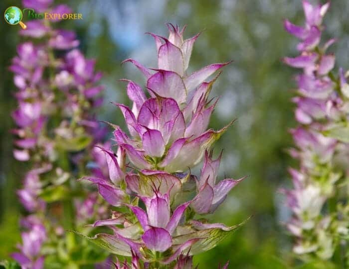 Clary Sage