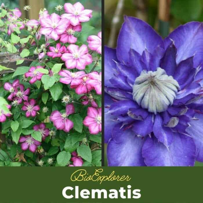 Clematis