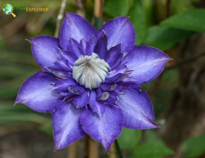 Clematis