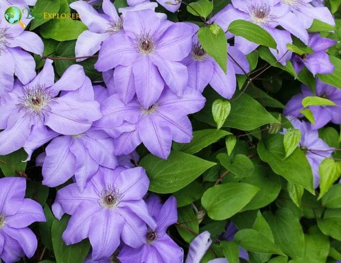 Clematis Flowers