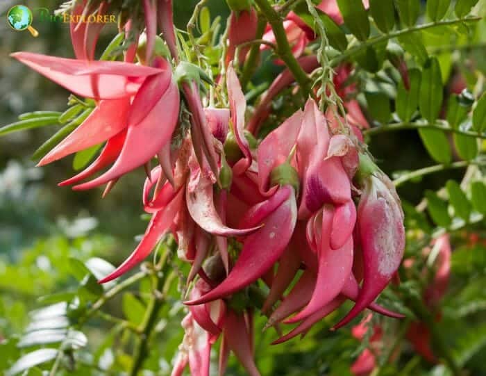 Clianthus Flowers