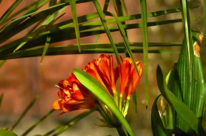 Clivia Miniata