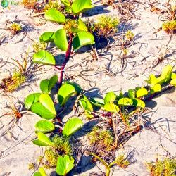 Coastal Dune Plants