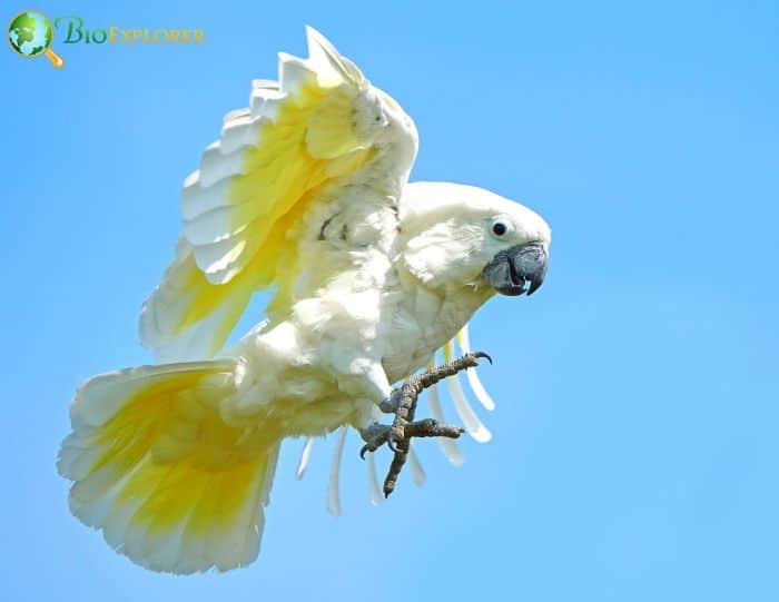 Cockatoos Of Australia (A Diverse Group)