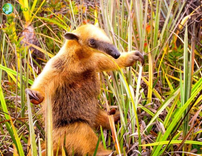 Collared Anteater In Rainforests