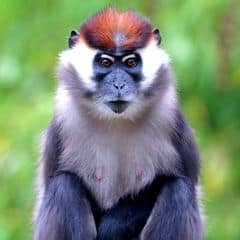 Collared Mangabey