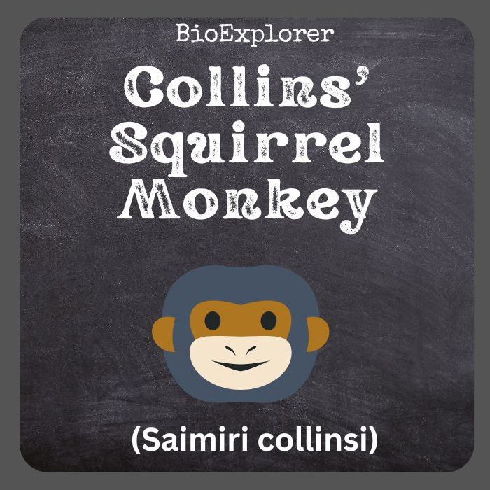 Collins' Squirrel Monkey