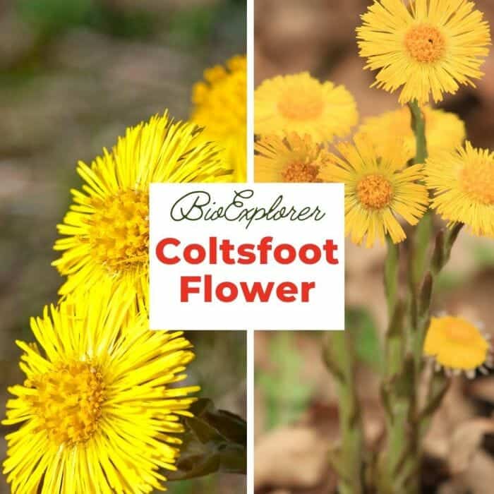 Coltsfoot