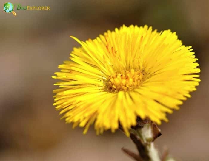 Coltsfoot Flower