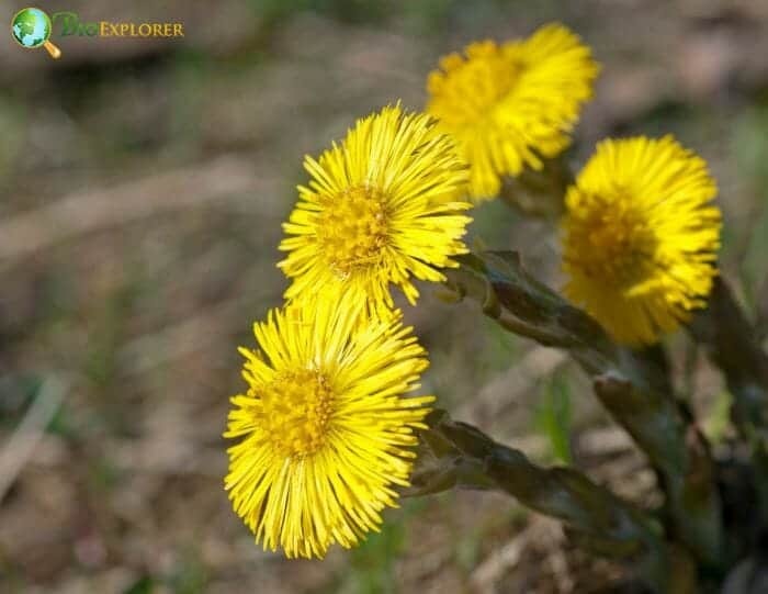 Coltsfoot Flowers