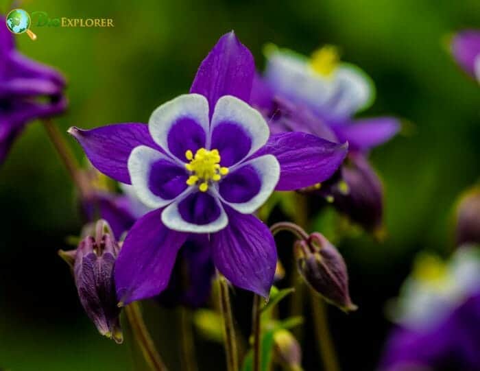 Columbine Flowers