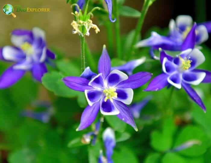 Columbine Flowers