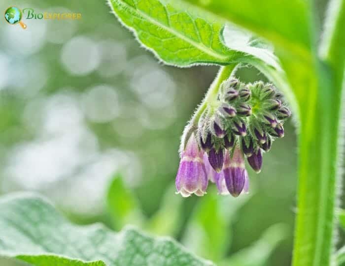 Comfrey Flower Species