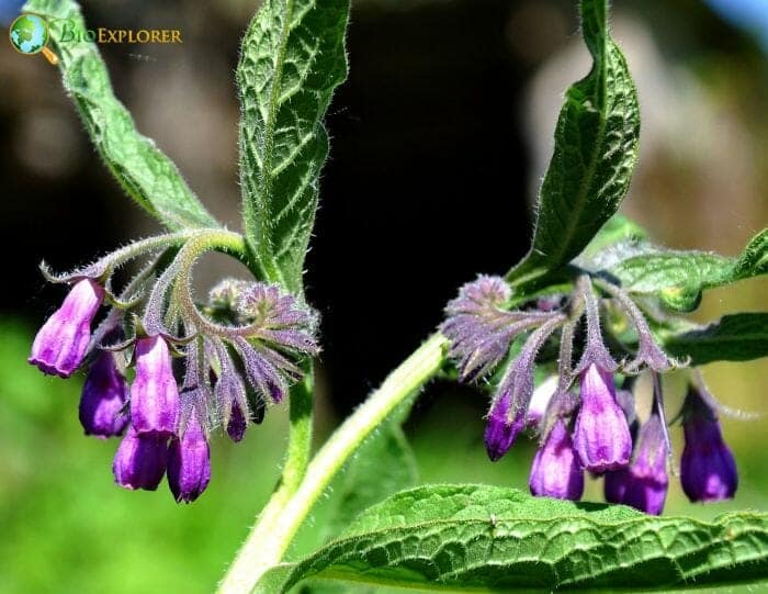 Comfrey Flowers