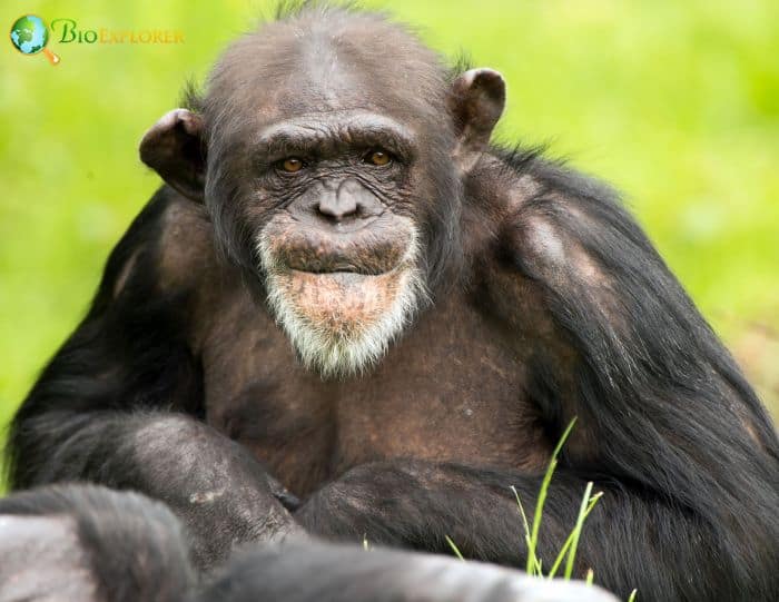 Common Chimpanzee 