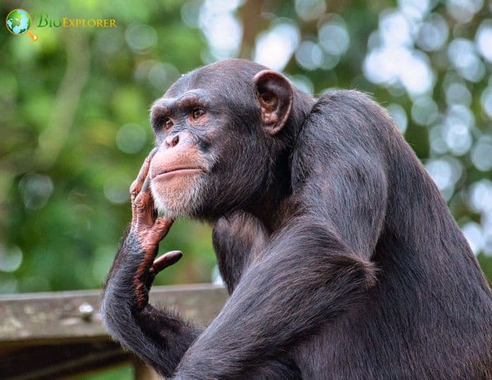 Common Chimpanzee F