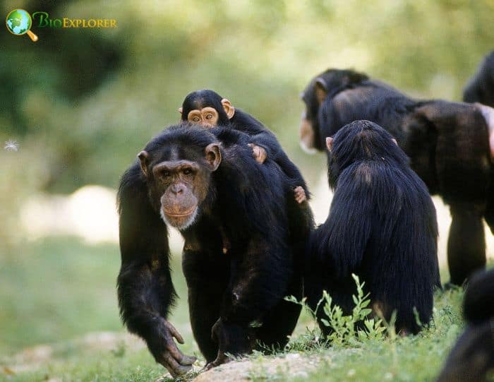 Common Chimpanzees