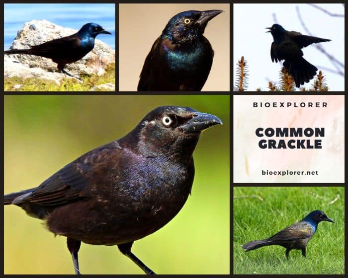 Common Grackle