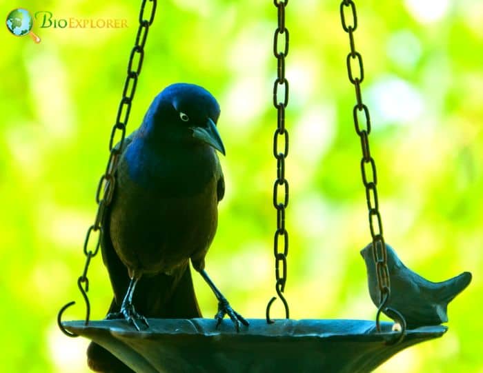 Common Grackle