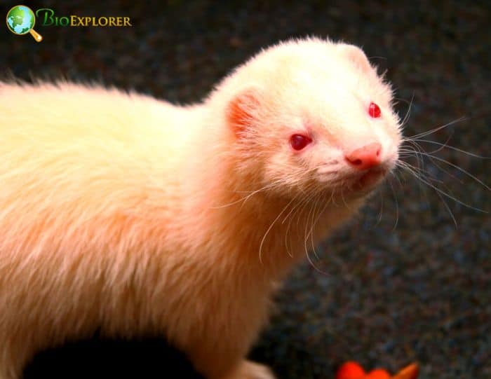 Common Health Issues In Albino Ferrets