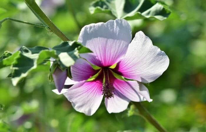 Common Mallow