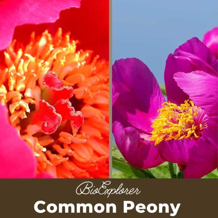 Common Peony