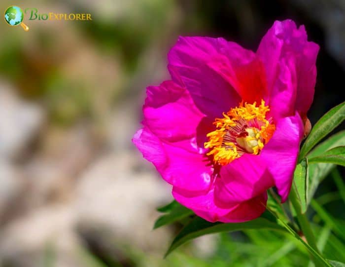 Common Peony