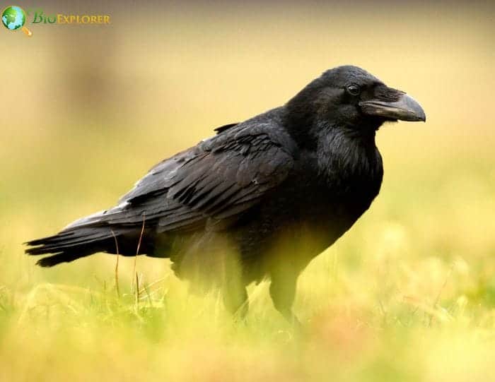 Common Raven